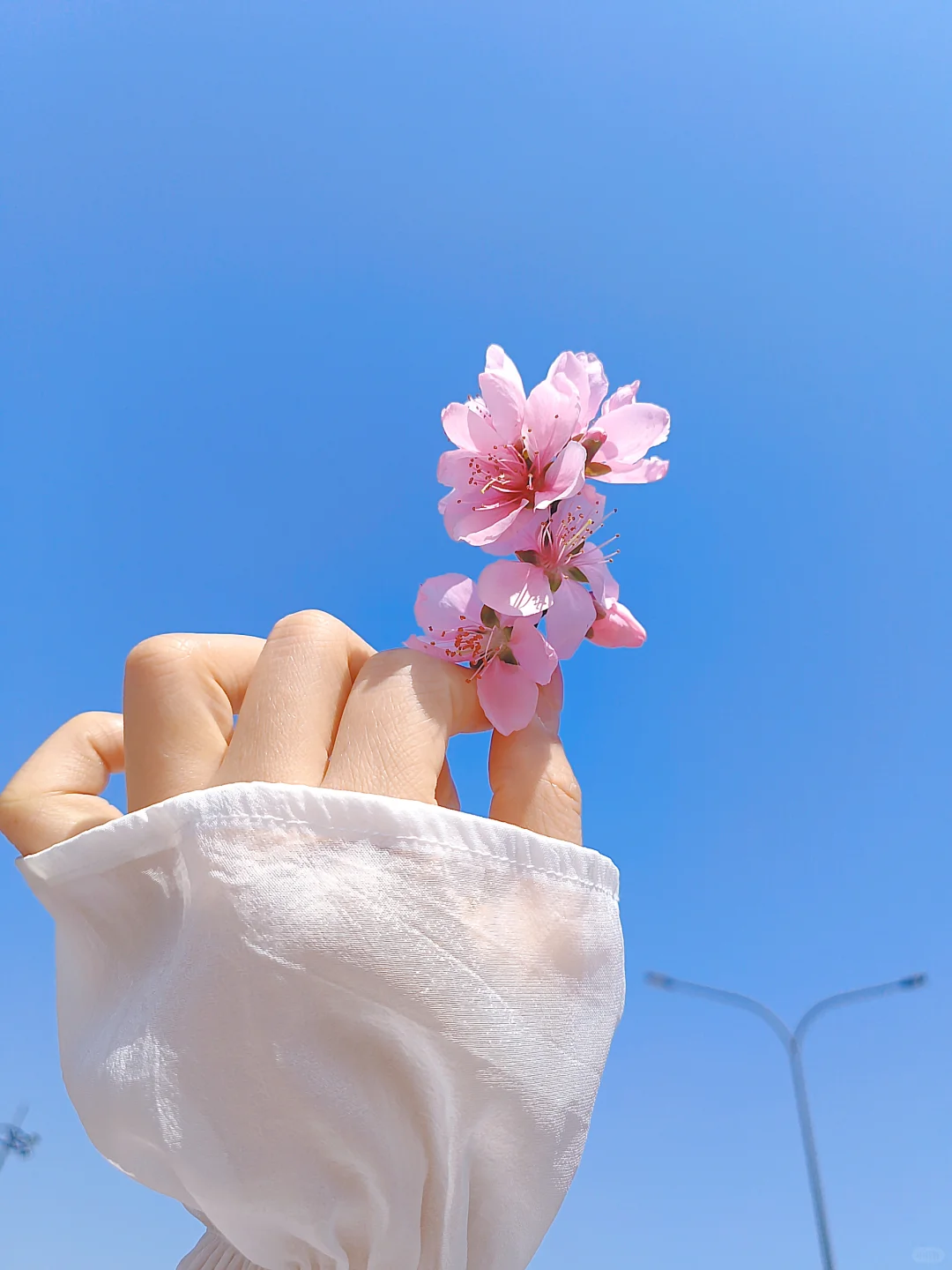 我手心里的花花