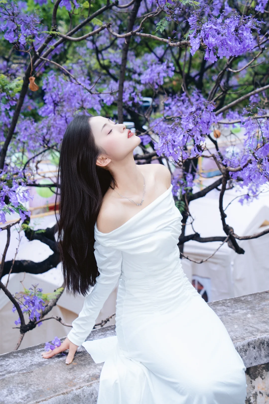 2025昆明蓝花楹美照新鲜出炉！
