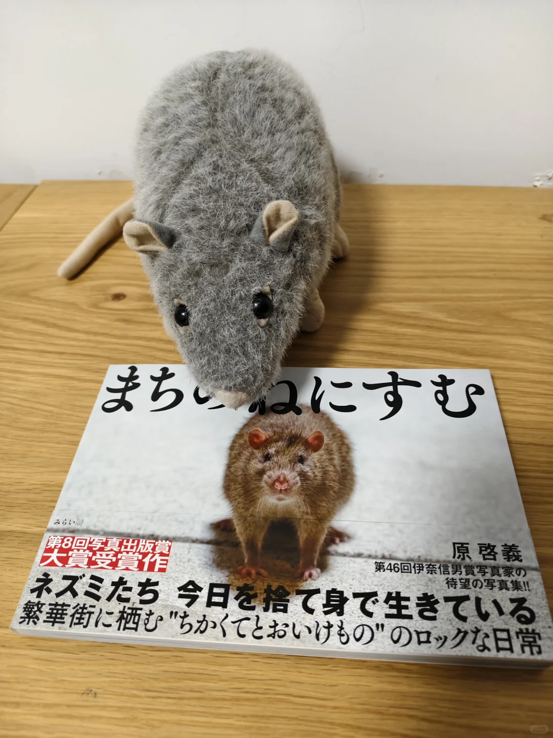 鼠鼠爱好者必看！野鼠写真集