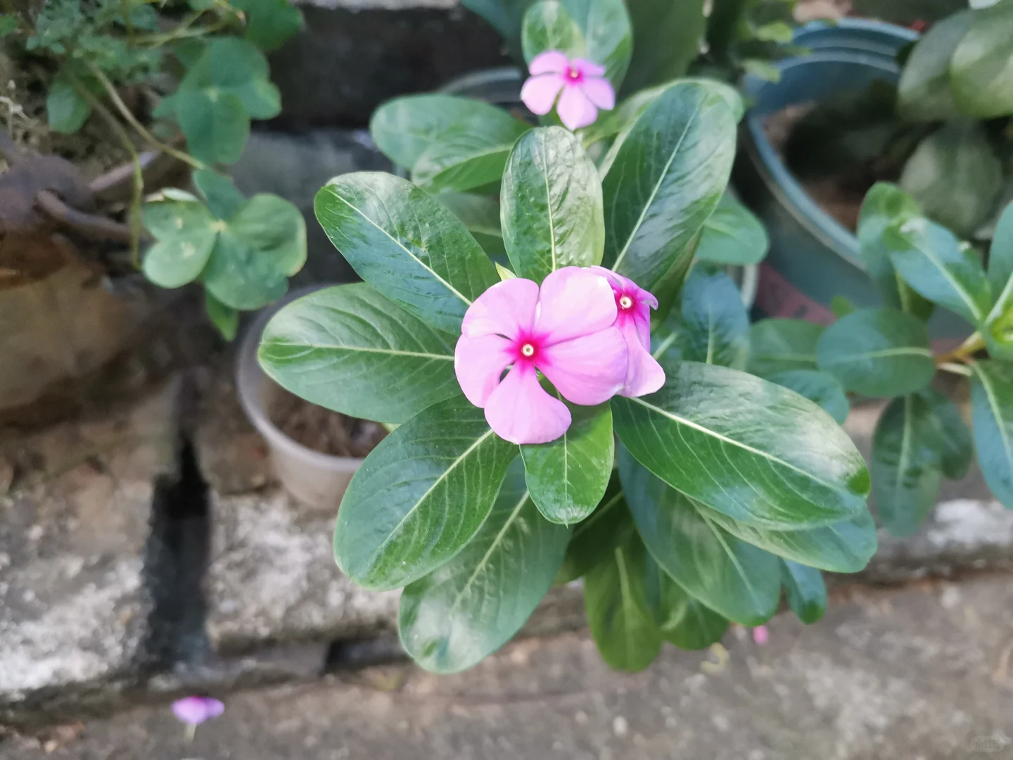 女明星究竟可以有多瘦？