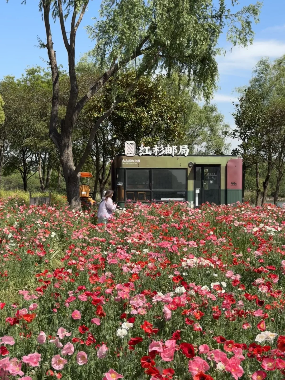 4.26实拍苏州绝美虞美人花海待机到五一吧