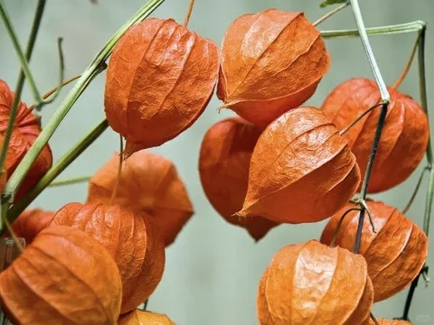 每天认识一种神奇植物｜灯笼果
