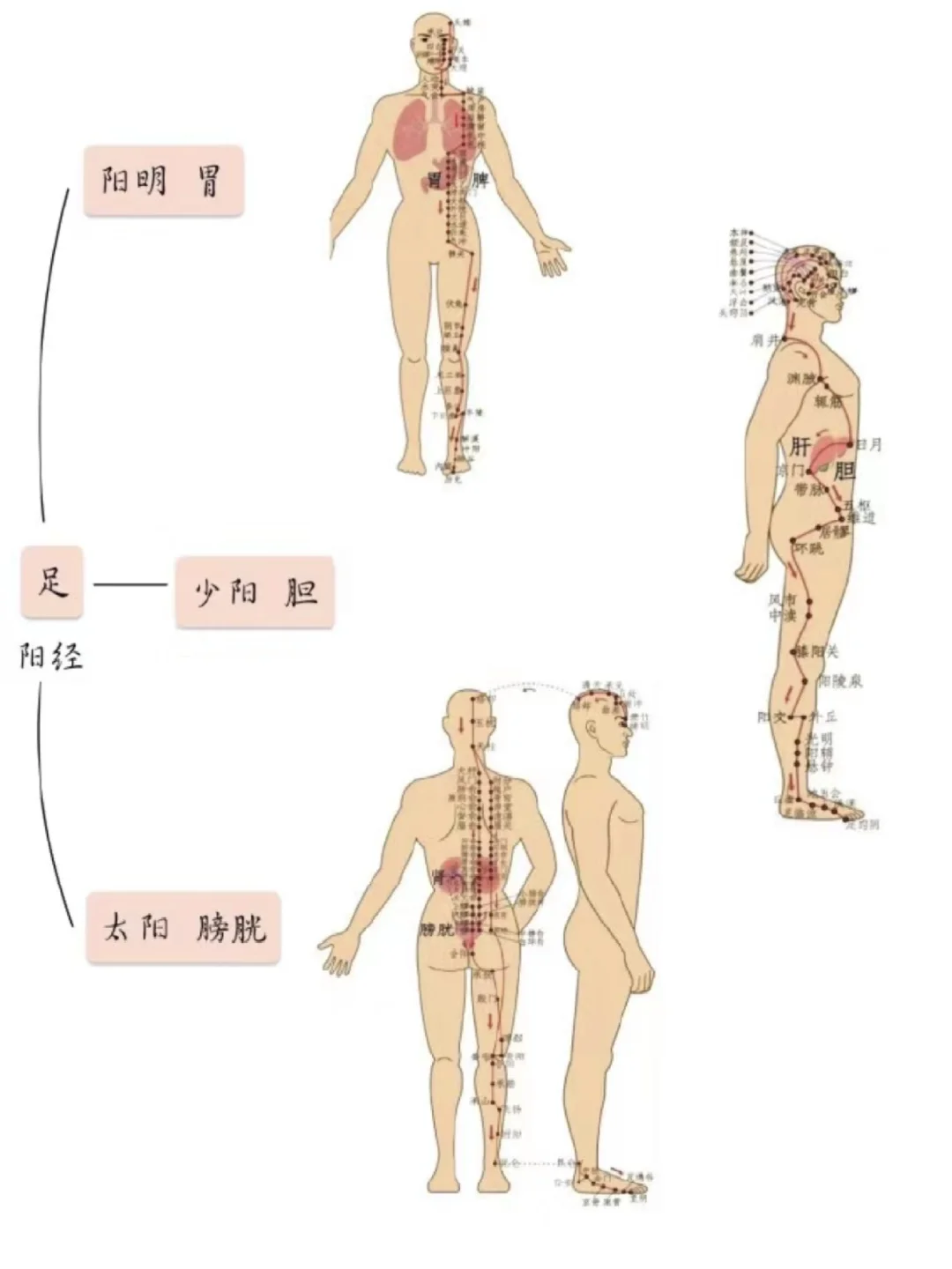 十二经络，不懂就照做。