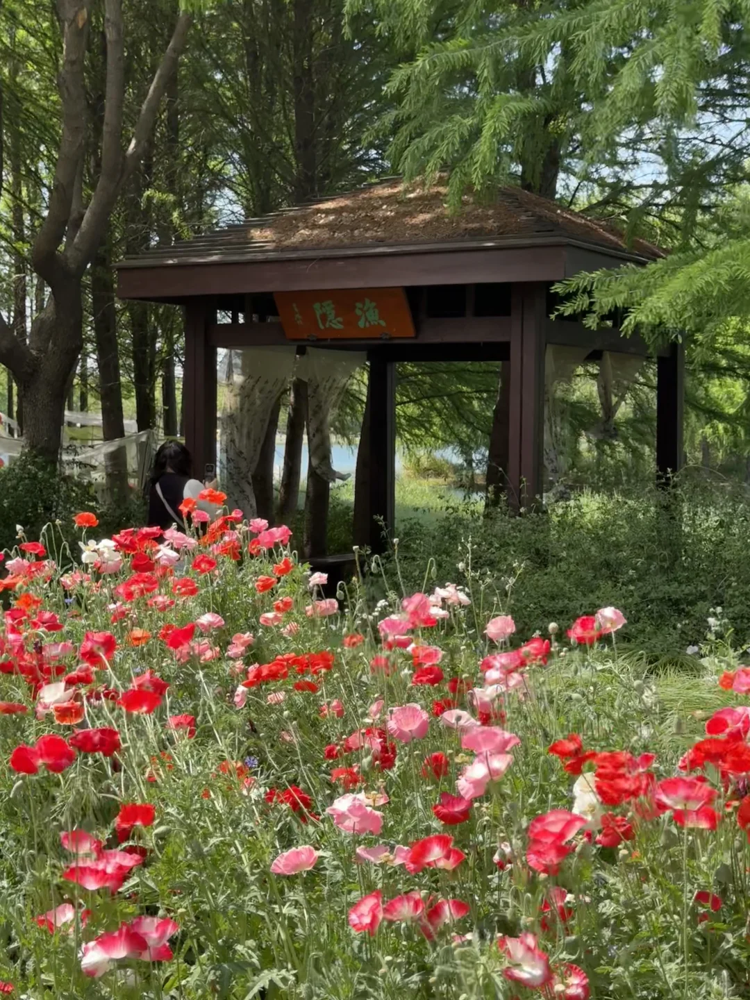 4.26实拍苏州绝美虞美人花海待机到五一吧