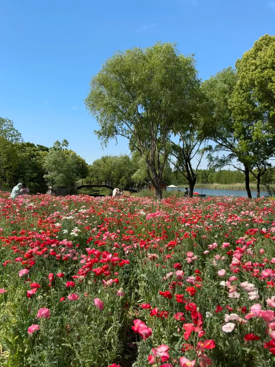 4.26实拍苏州绝美虞美人花海待机到五一吧