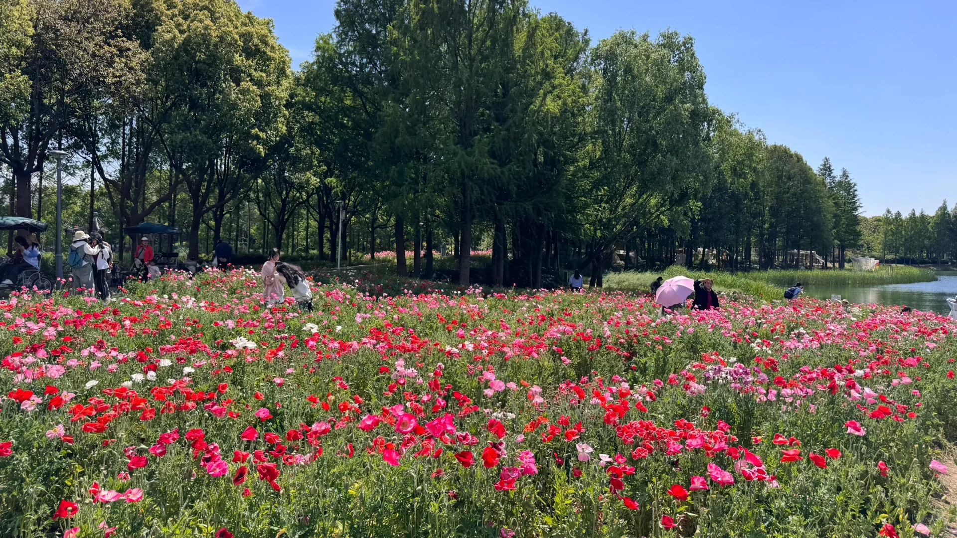 4.26实拍苏州绝美虞美人花海待机到五一吧