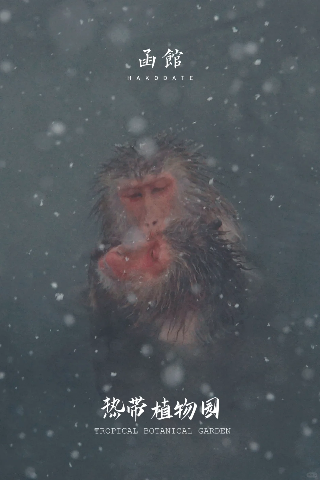 冬天当然要去北海道看雪啦 函馆的白天黑夜