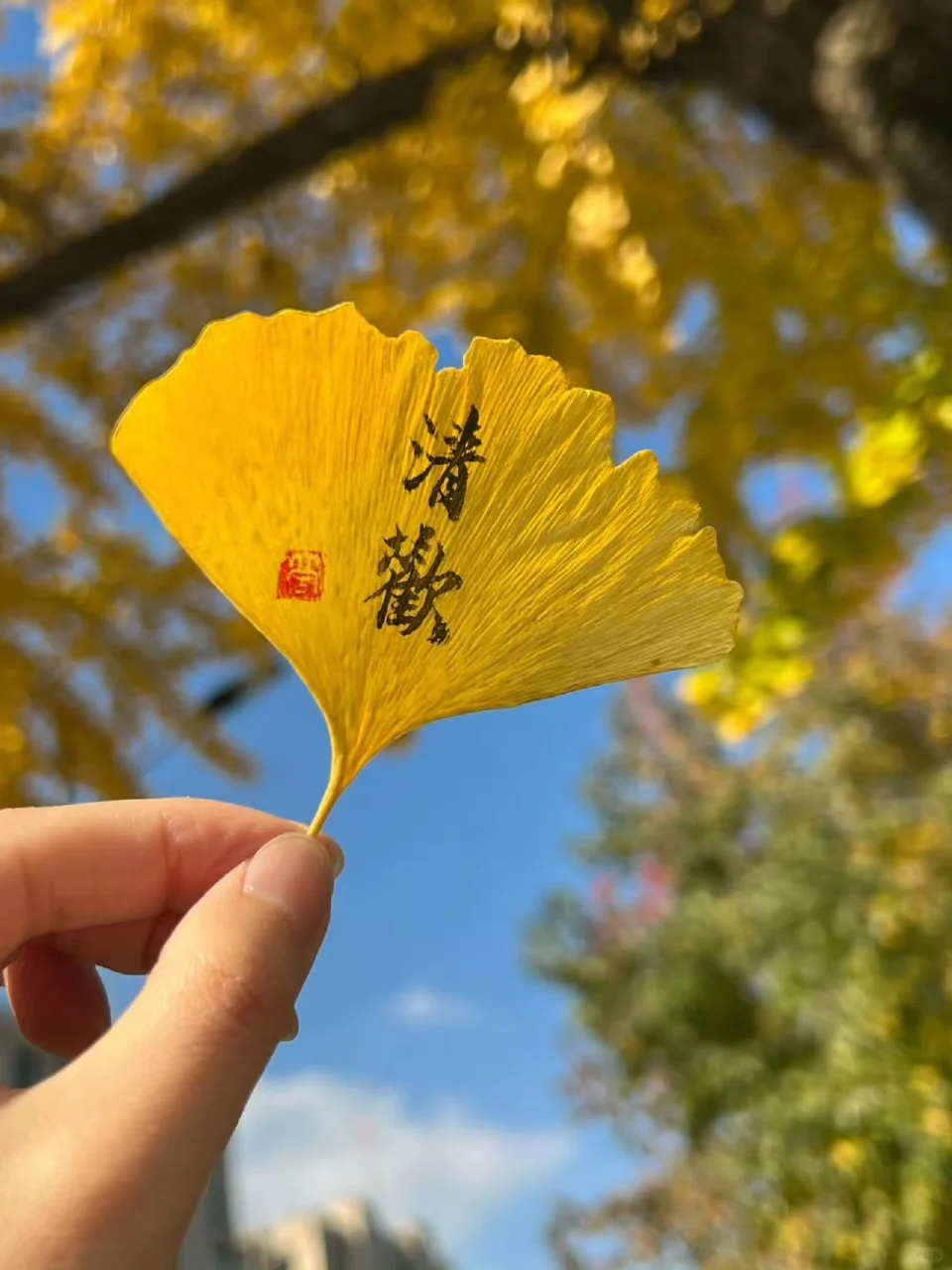 银杏叶，迎接秋天的好运。