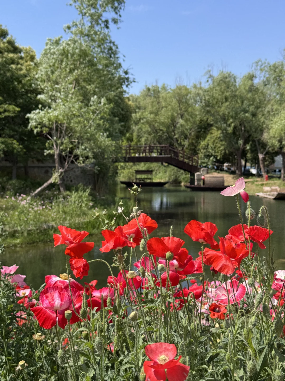 4.26实拍苏州绝美虞美人花海待机到五一吧