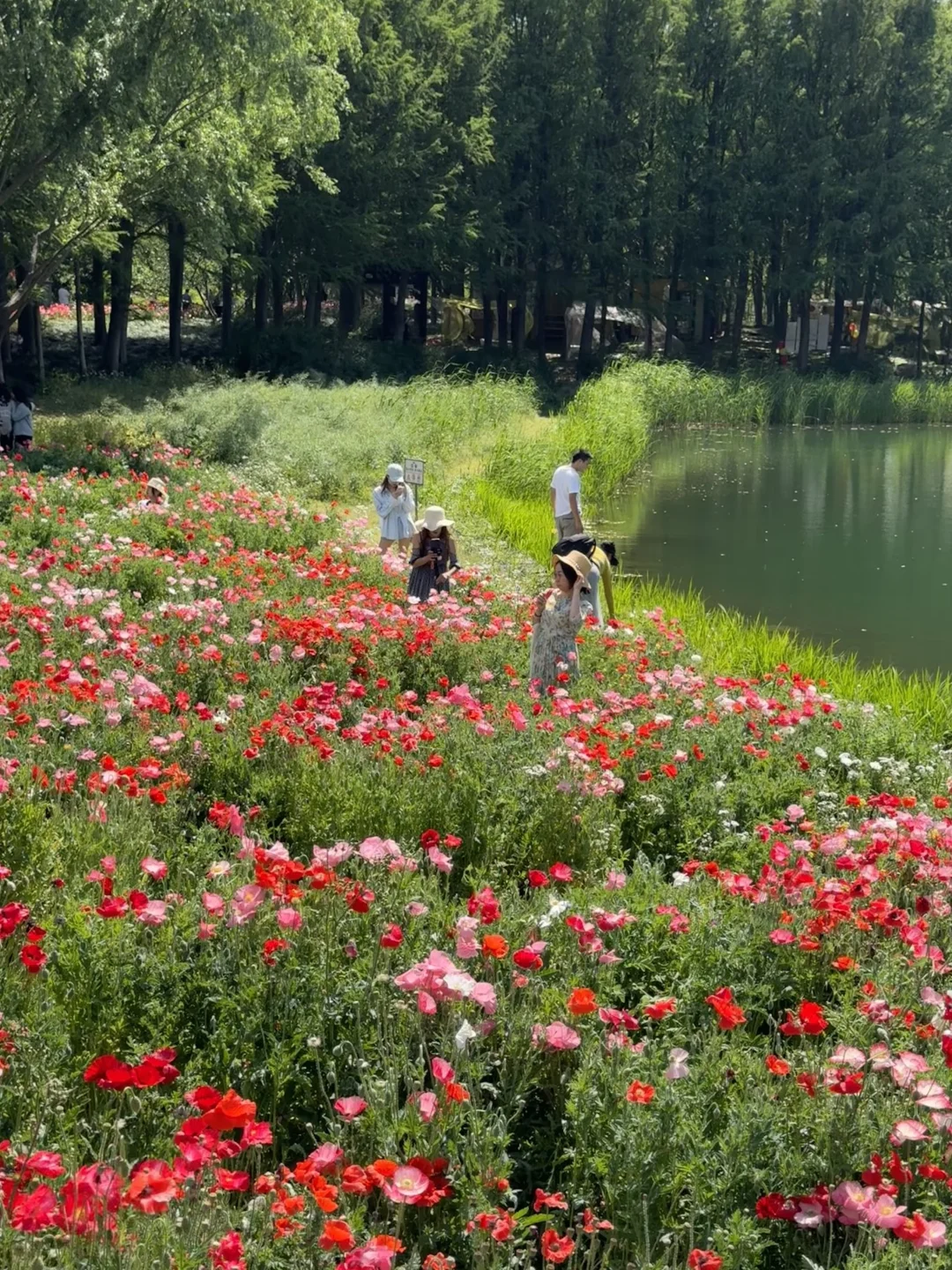 4.26实拍苏州绝美虞美人花海待机到五一吧