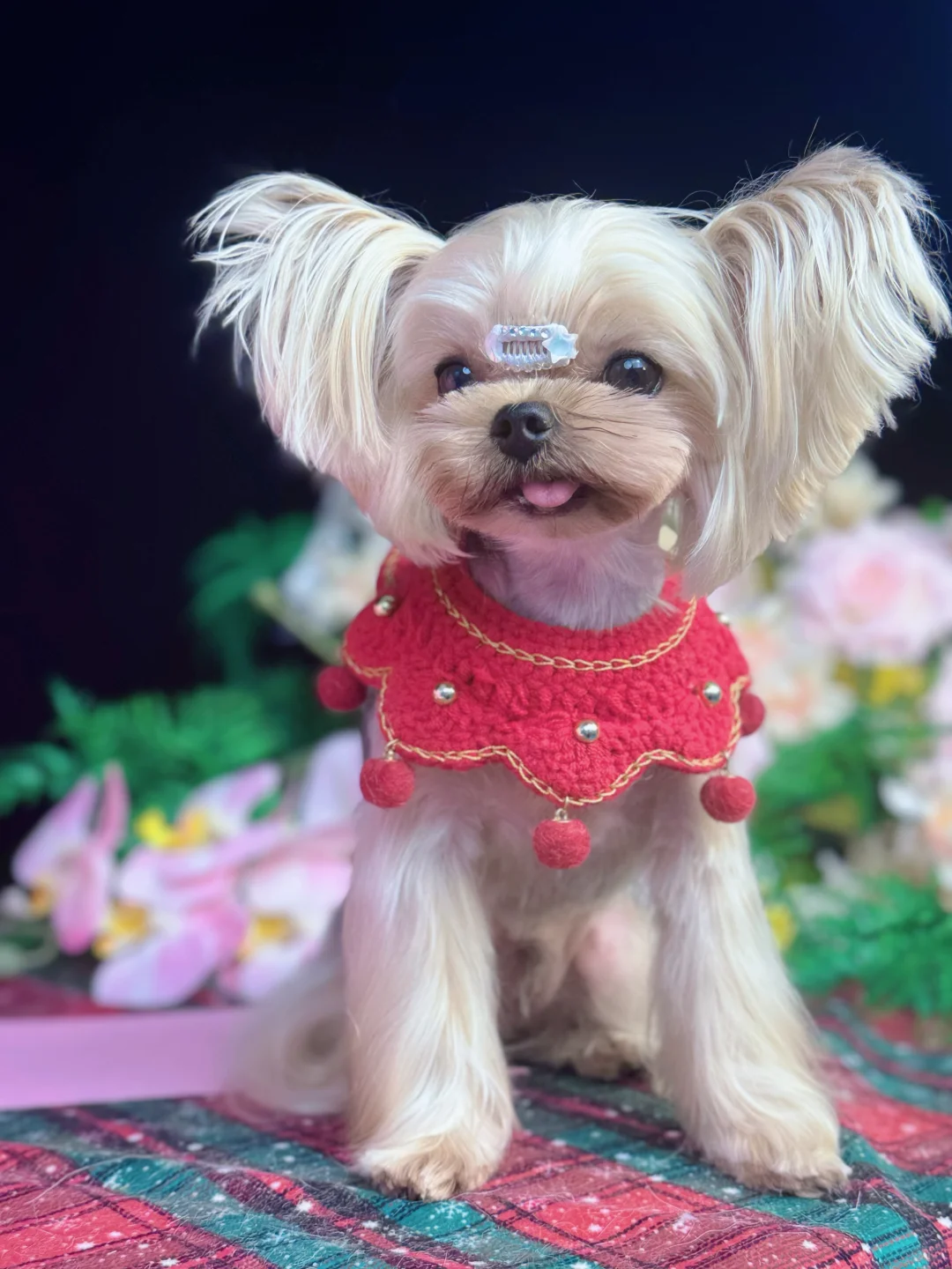 郑州惠济区招募模特犬啦～