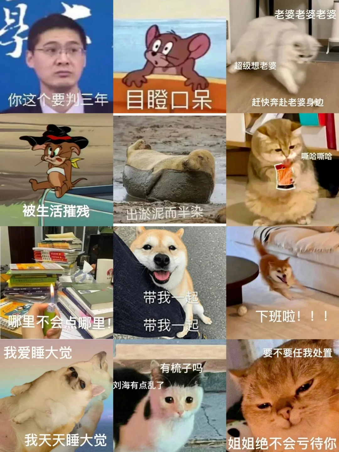 笑到打鸣！这些表情包承包你一年笑点