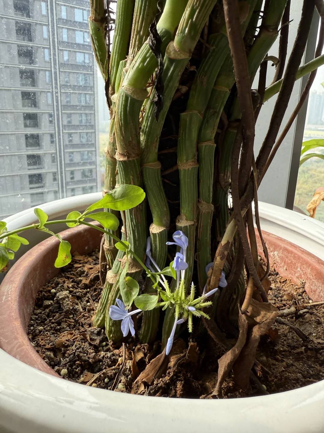 财富自由的独居无业少妇都干些啥