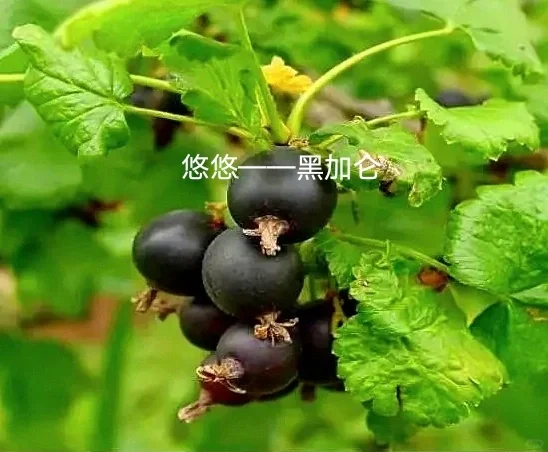 除了蔓越莓，东北的这些特产，你知道吗？