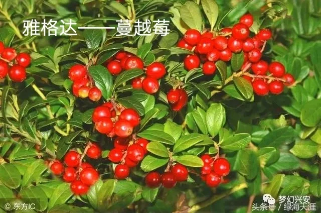 除了蔓越莓，东北的这些特产，你知道吗？
