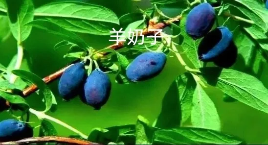 除了蔓越莓，东北的这些特产，你知道吗？