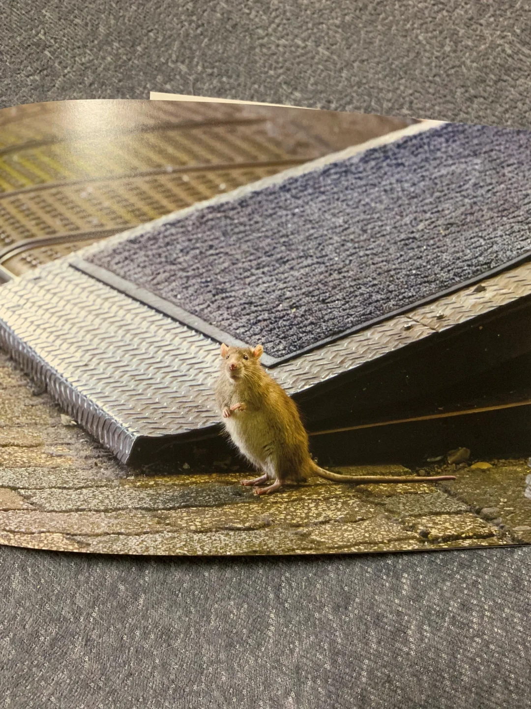 🇯🇵野鼠写真集｜分享我最喜欢的十张作品📸