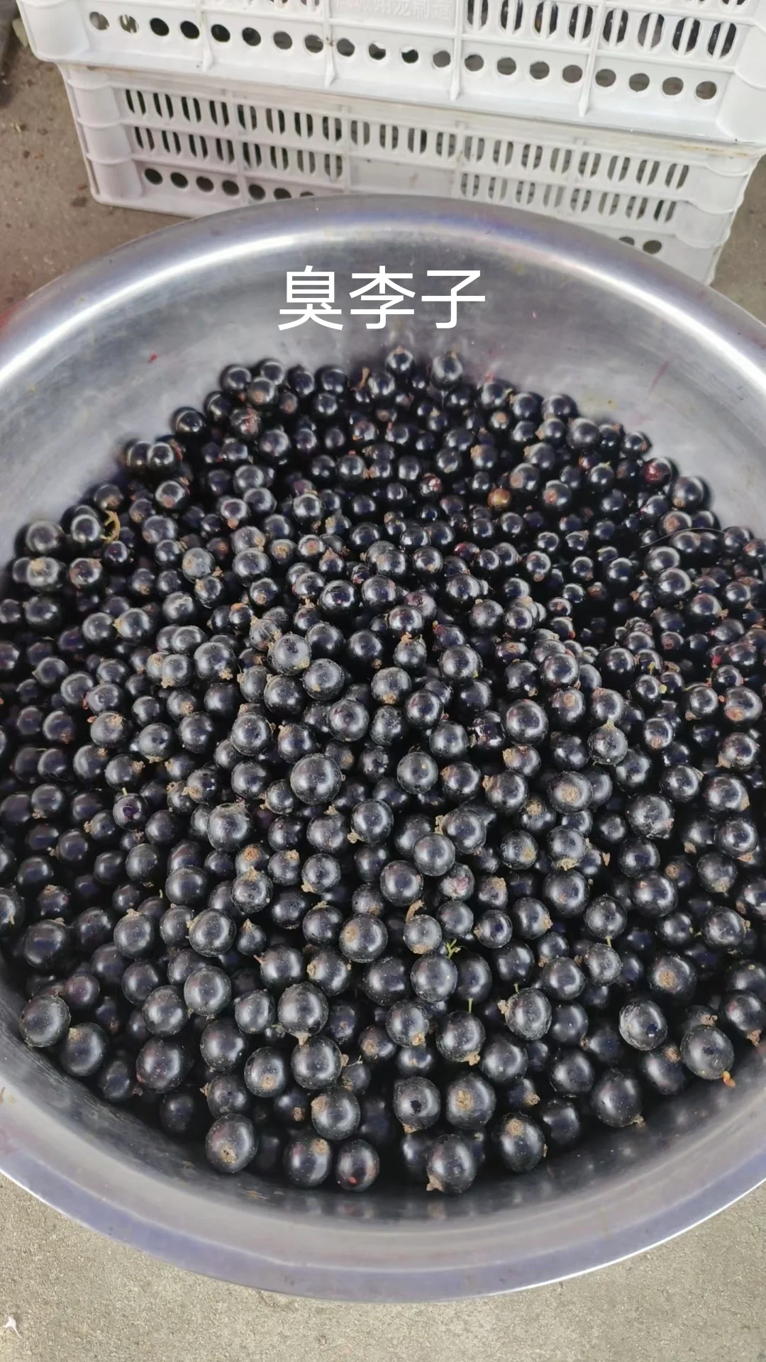 除了蔓越莓，东北的这些特产，你知道吗？