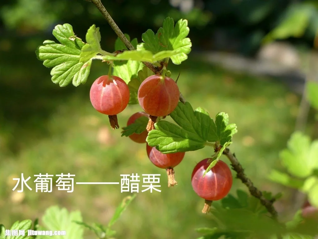 除了蔓越莓，东北的这些特产，你知道吗？