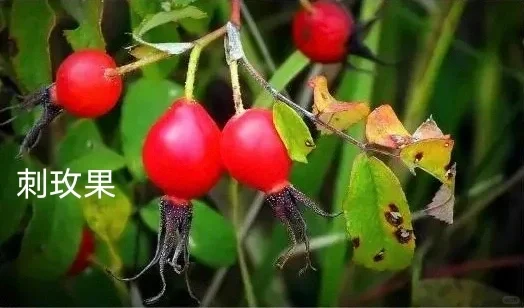 除了蔓越莓，东北的这些特产，你知道吗？