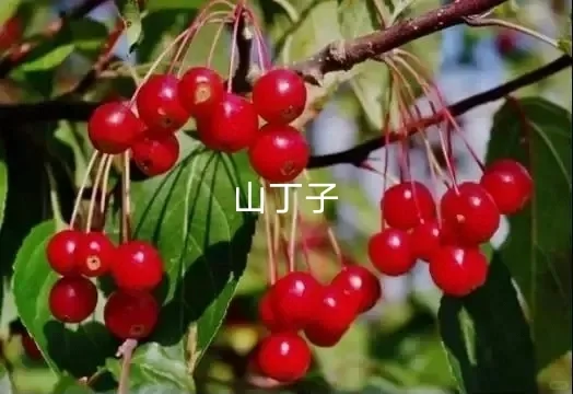 除了蔓越莓，东北的这些特产，你知道吗？