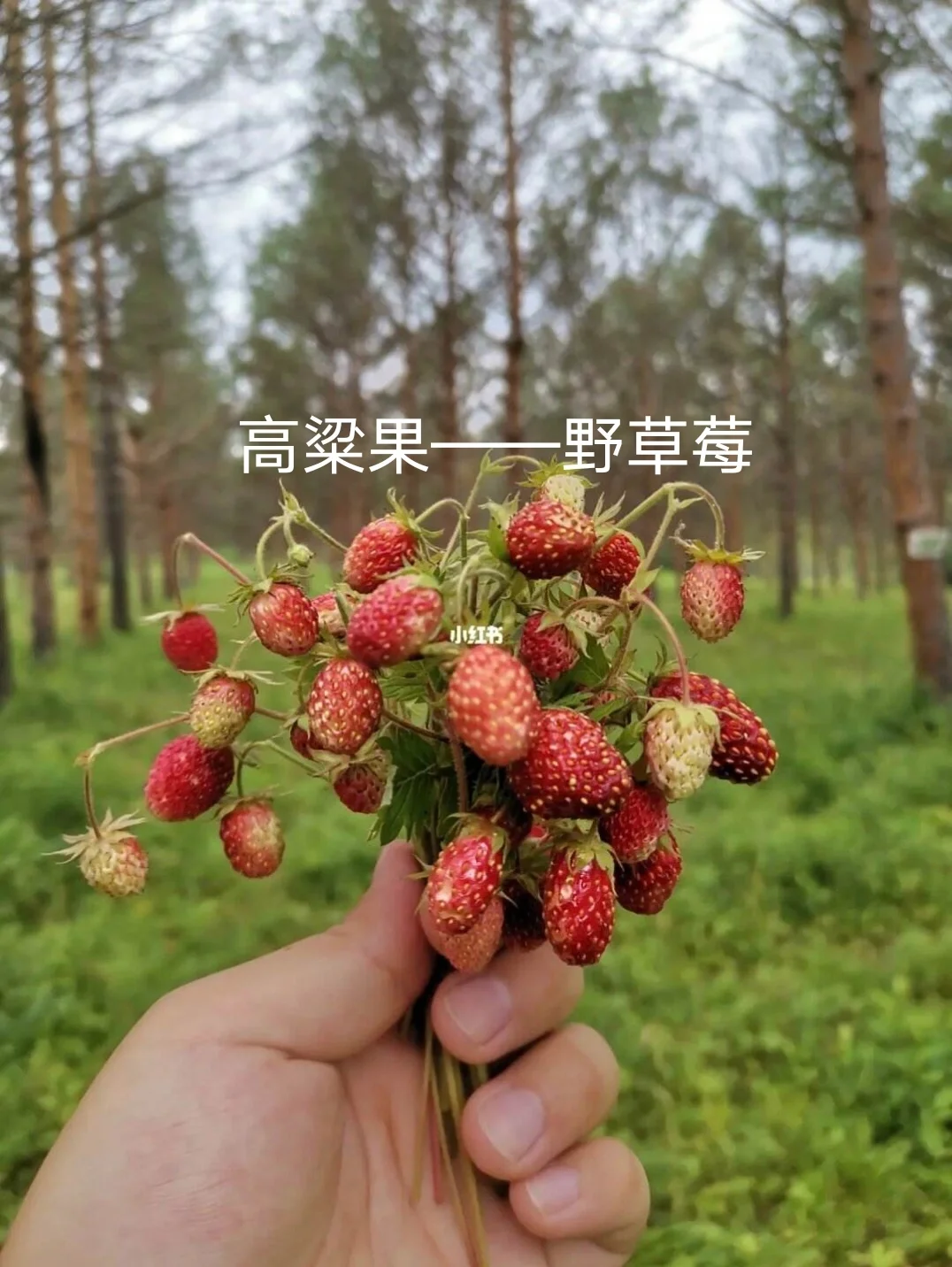 除了蔓越莓，东北的这些特产，你知道吗？