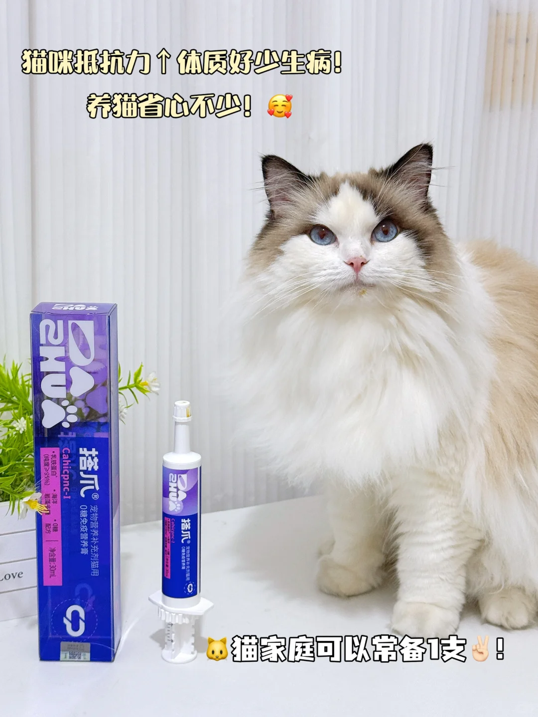 猫咪体质太差？！ “脆皮”小猫自救指南🐱