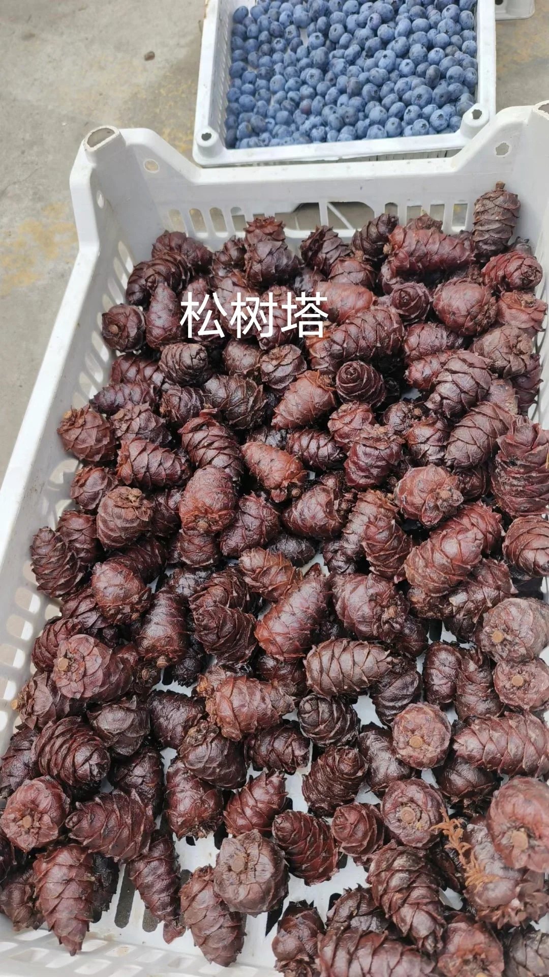 除了蔓越莓，东北的这些特产，你知道吗？