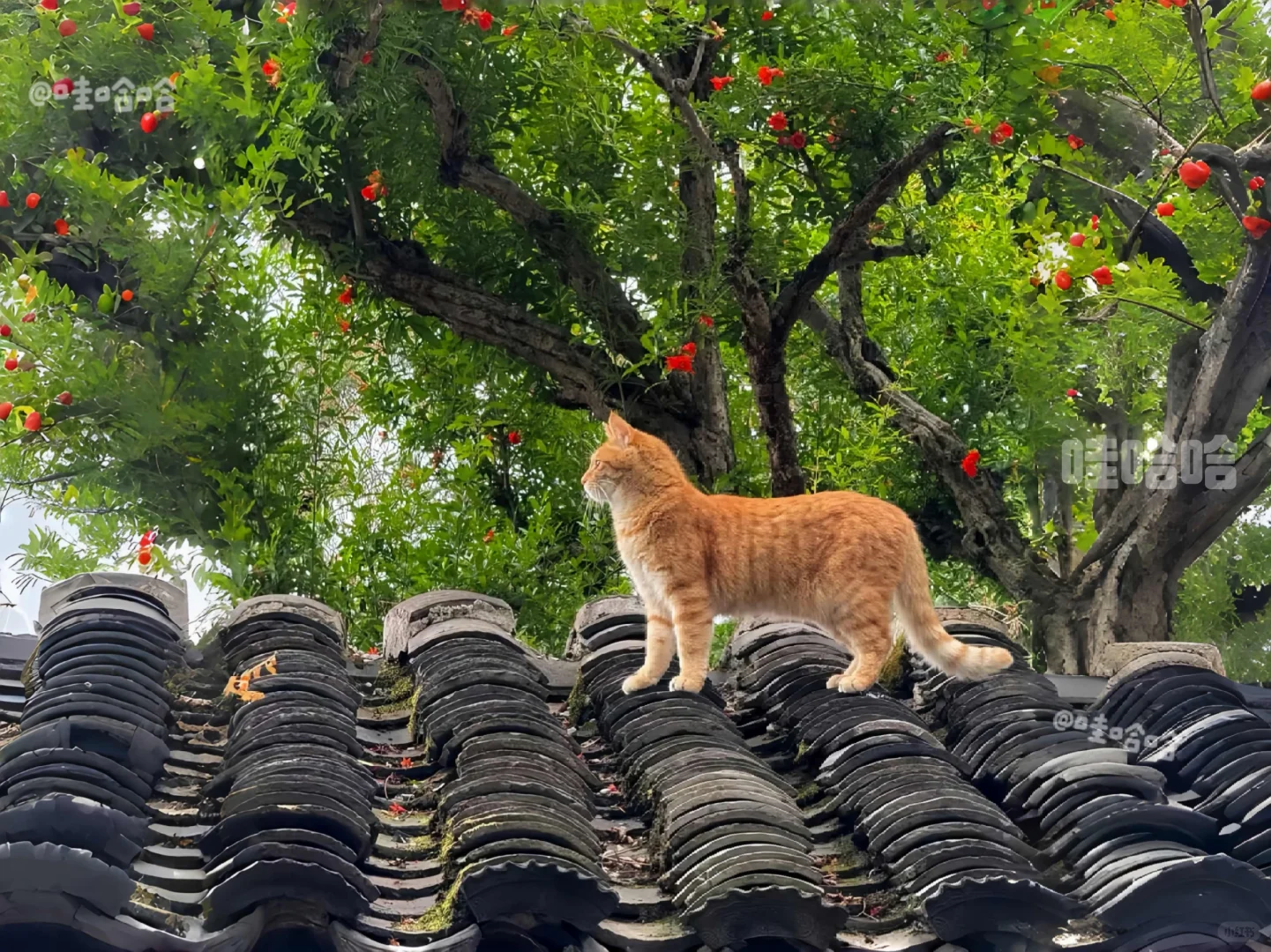 『iPad壁纸·治愈系🐱』