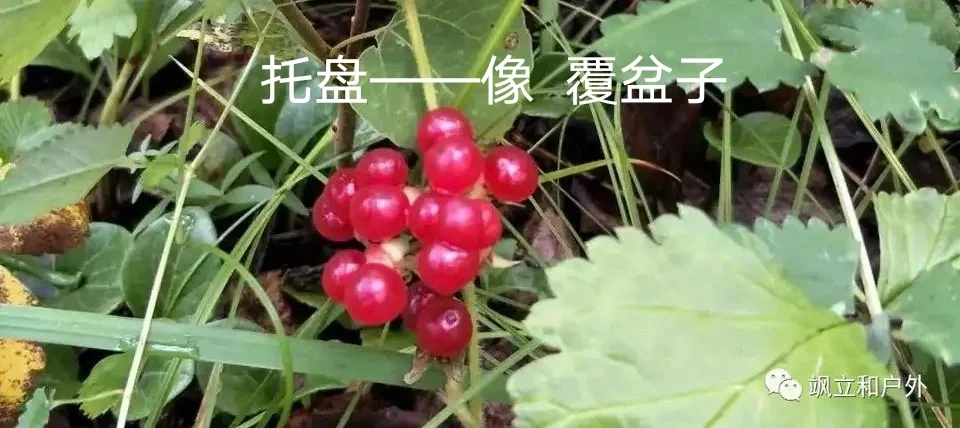 除了蔓越莓，东北的这些特产，你知道吗？