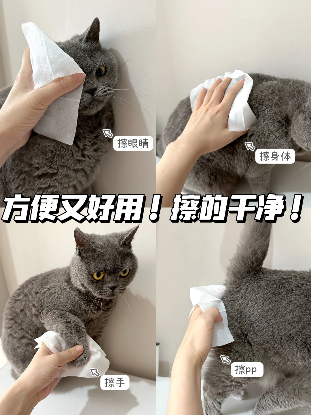 我家猫咪的宝藏零食🙋 | 天天就像"粘人精"
