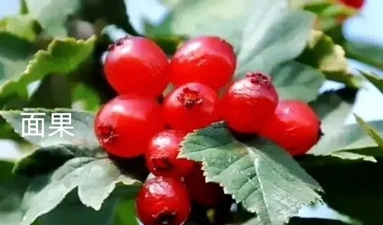 除了蔓越莓，东北的这些特产，你知道吗？
