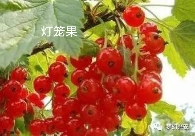 除了蔓越莓，东北的这些特产，你知道吗？