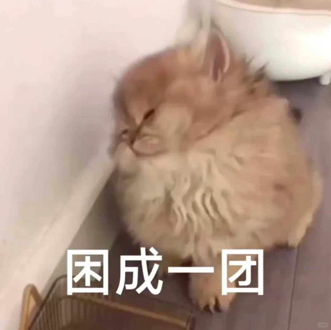 甜甜的猫系恋爱表情包💗第七波～