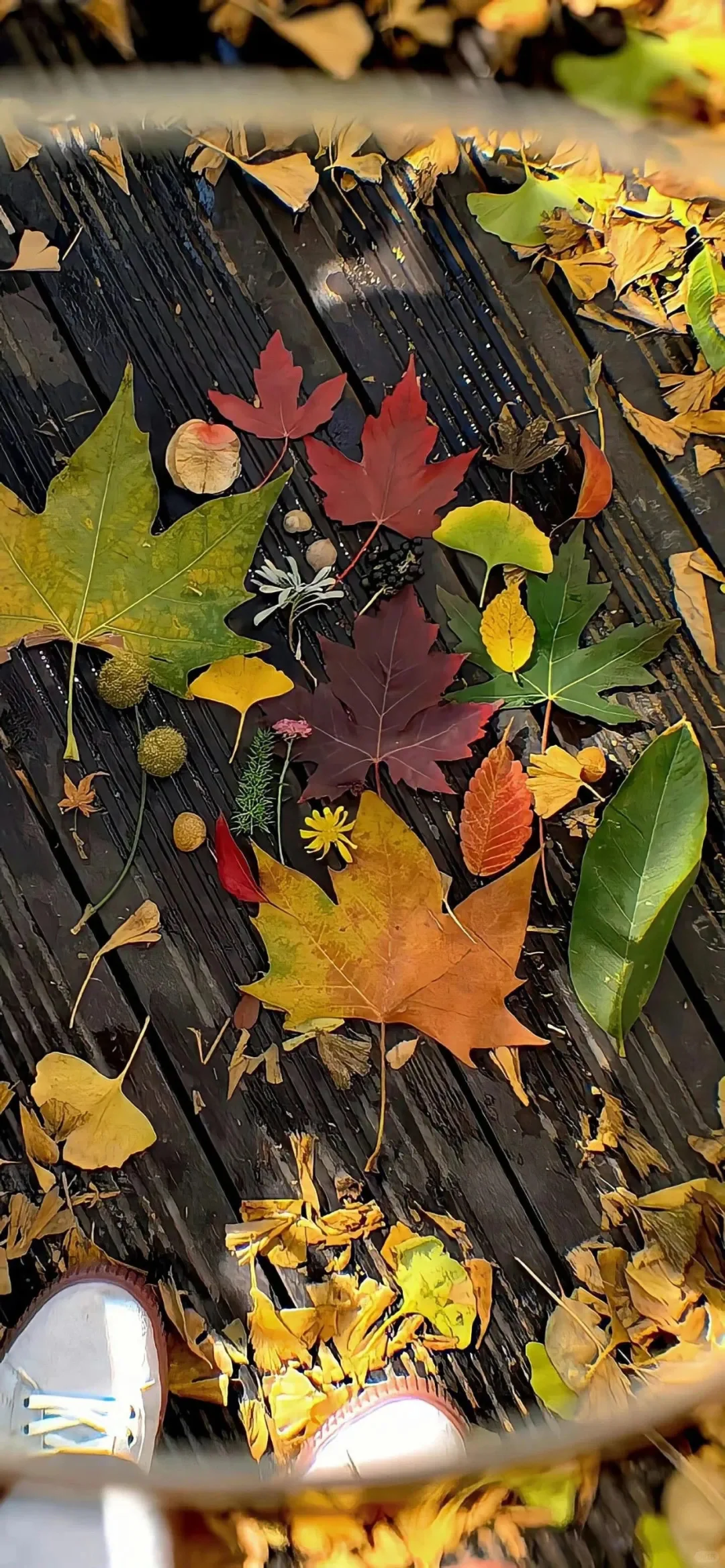 𝙎𝙃𝘼𝙍𝙀🌳 | 生命力壁纸