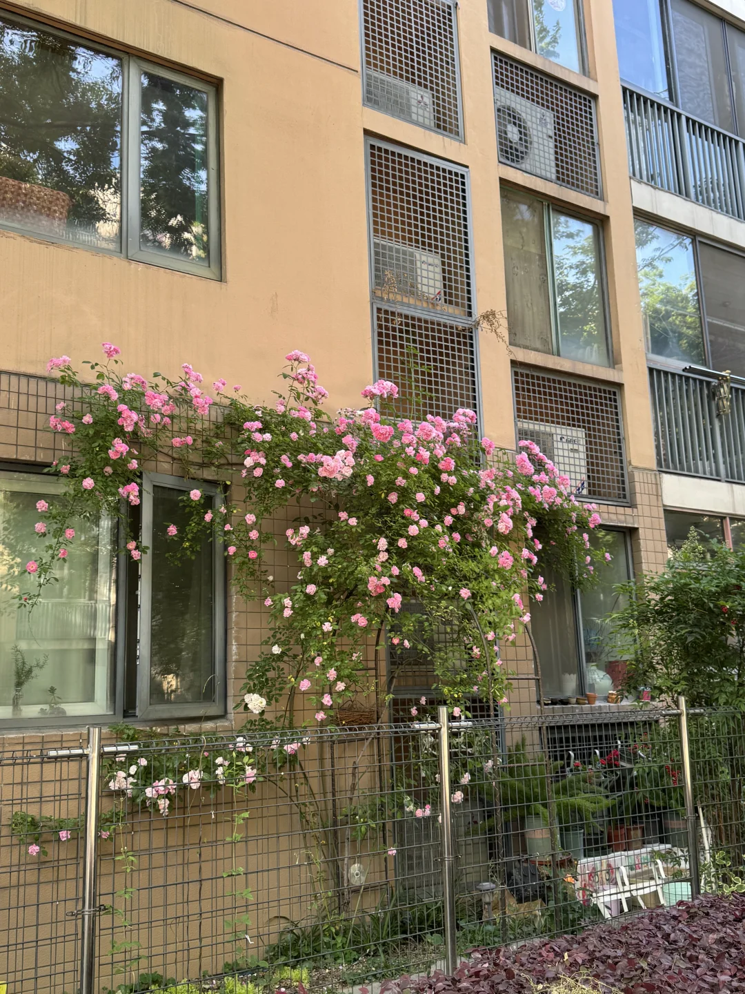 我的解放日记47｜每次路过都被这花美一大跳
