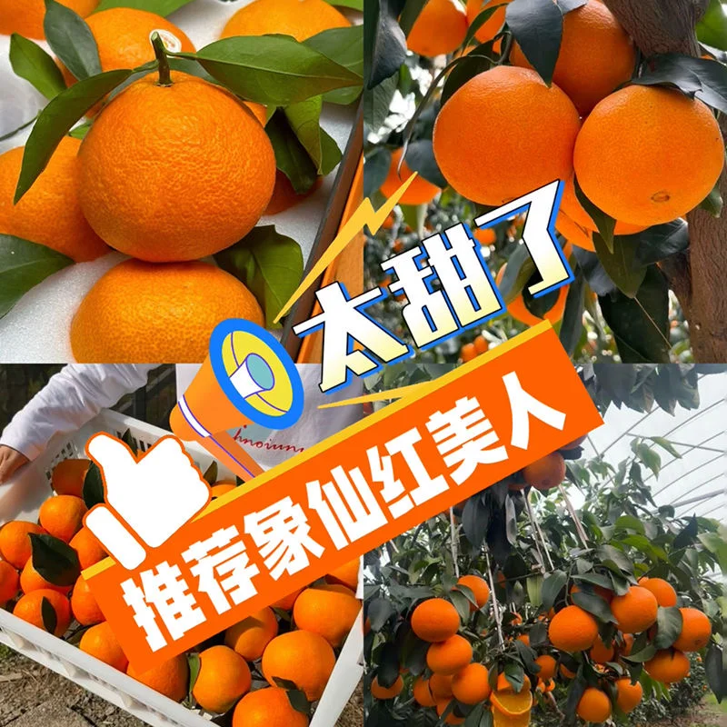 柑橘界爱马仕？红美人果然名不虚传！