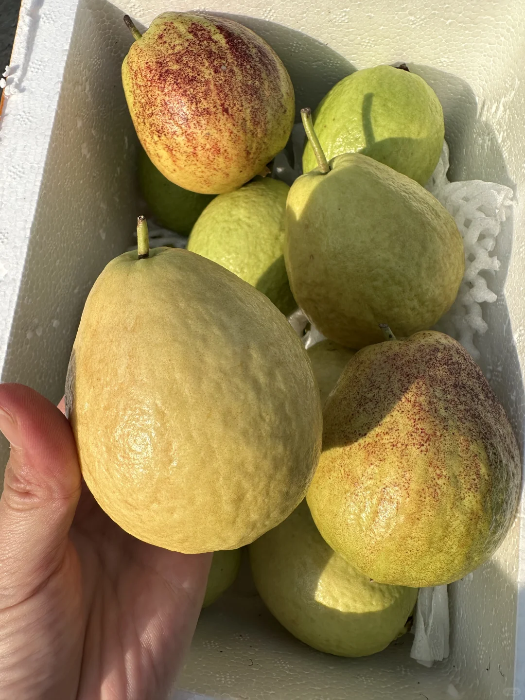 PDD都没这口芭乐的品质好‼️13.8💰包邮🤩