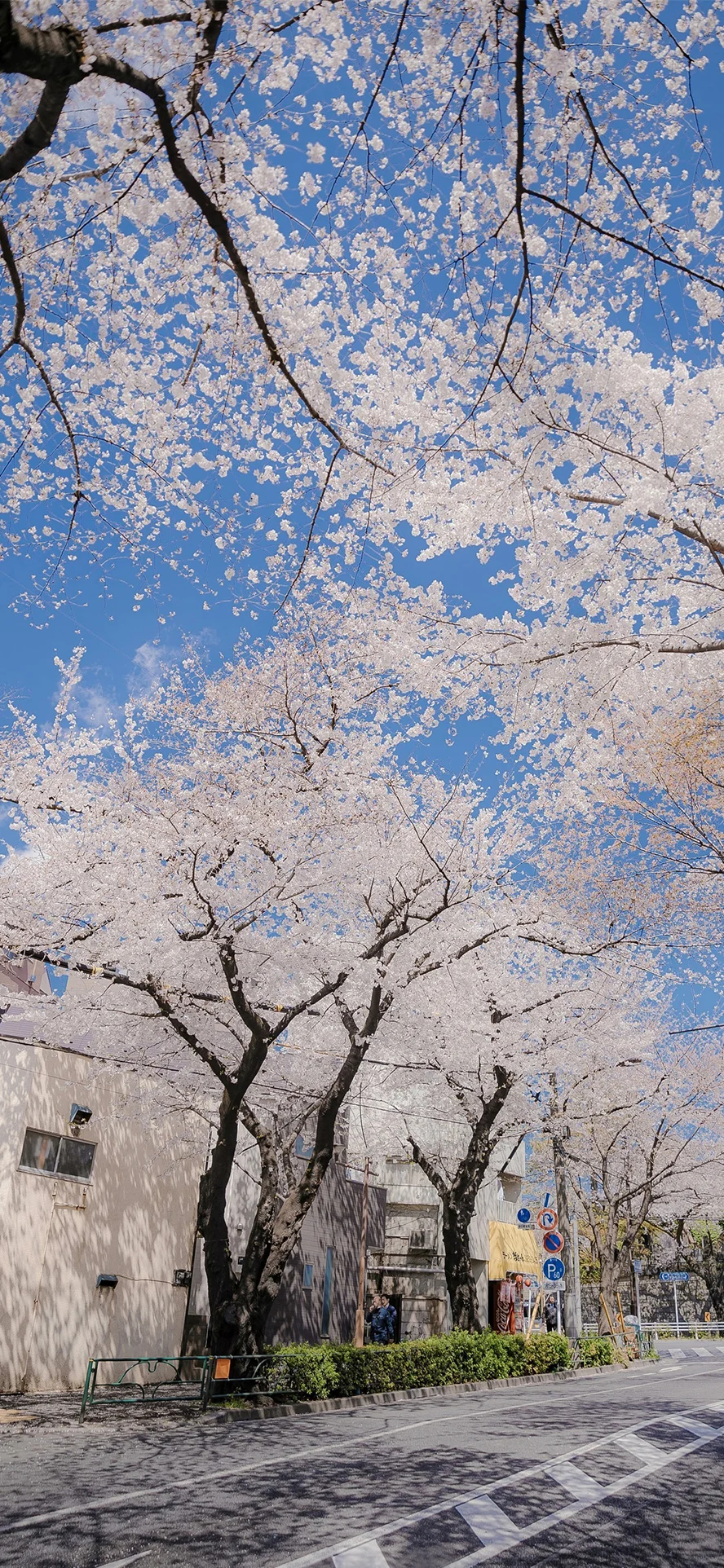 ❀故乡的樱花开了 | 每日壁纸❀