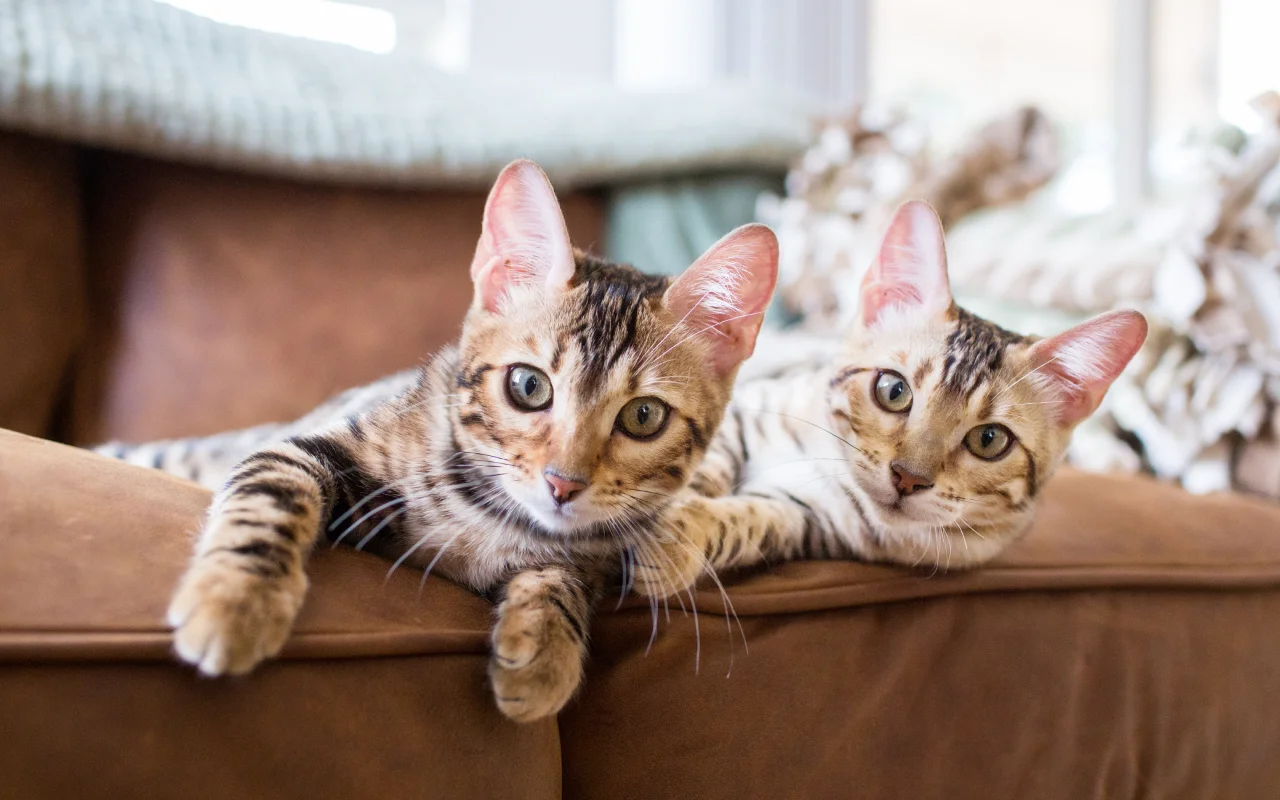 猫猫报恩
