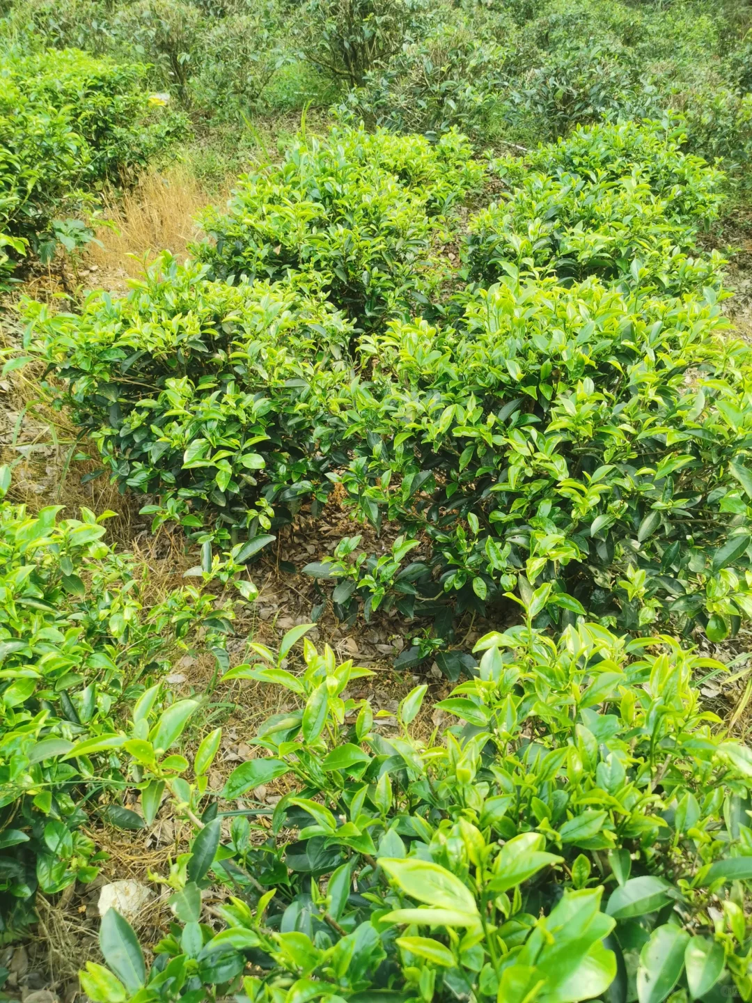 晚安，明天起床摘茶