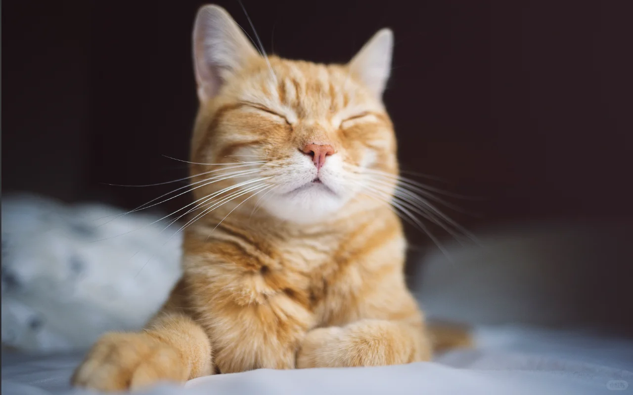 猫猫报恩