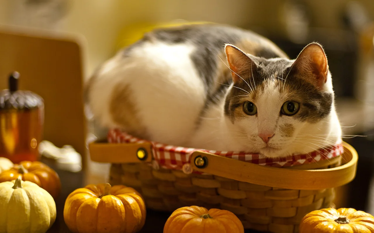 猫猫报恩