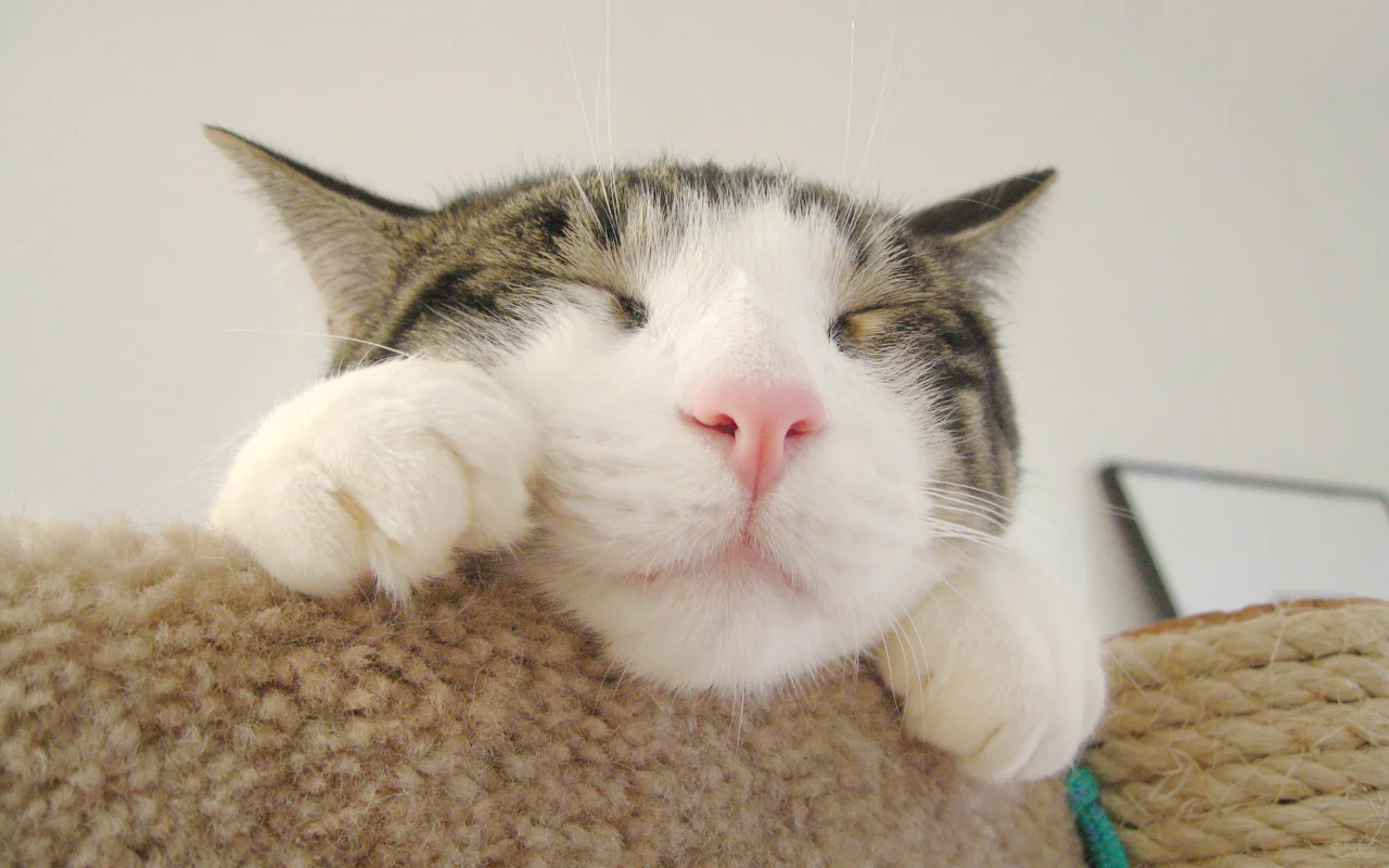 猫猫报恩