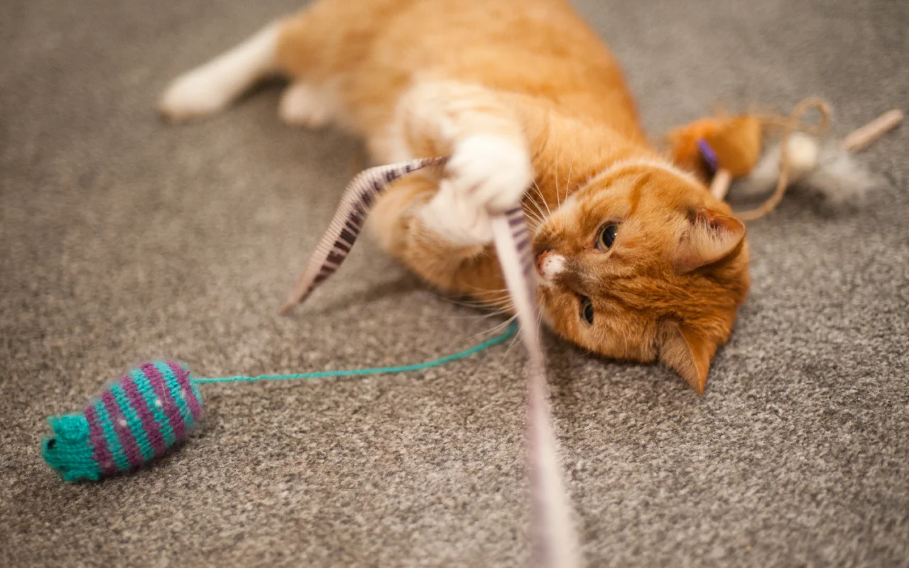 猫猫报恩