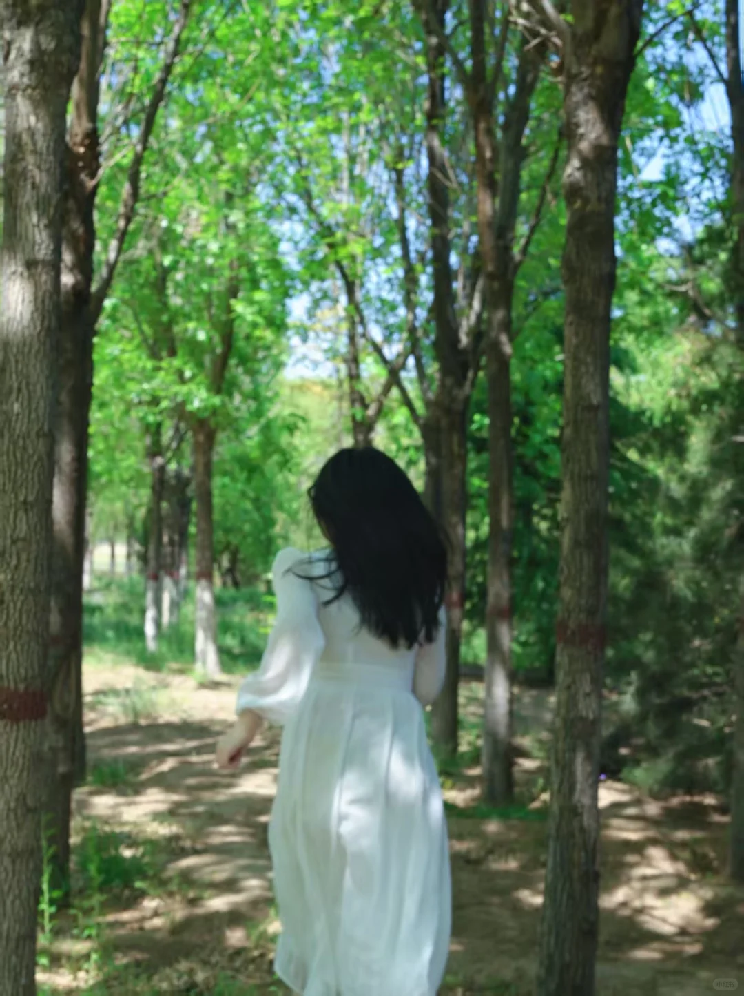 绿野仙踪ins风🍃🌳🌿