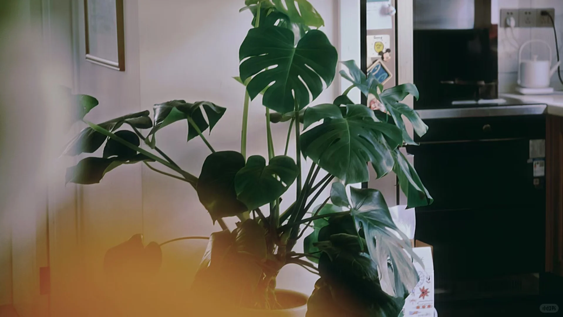 35岁离异带娃｜少女感是我应得的💃