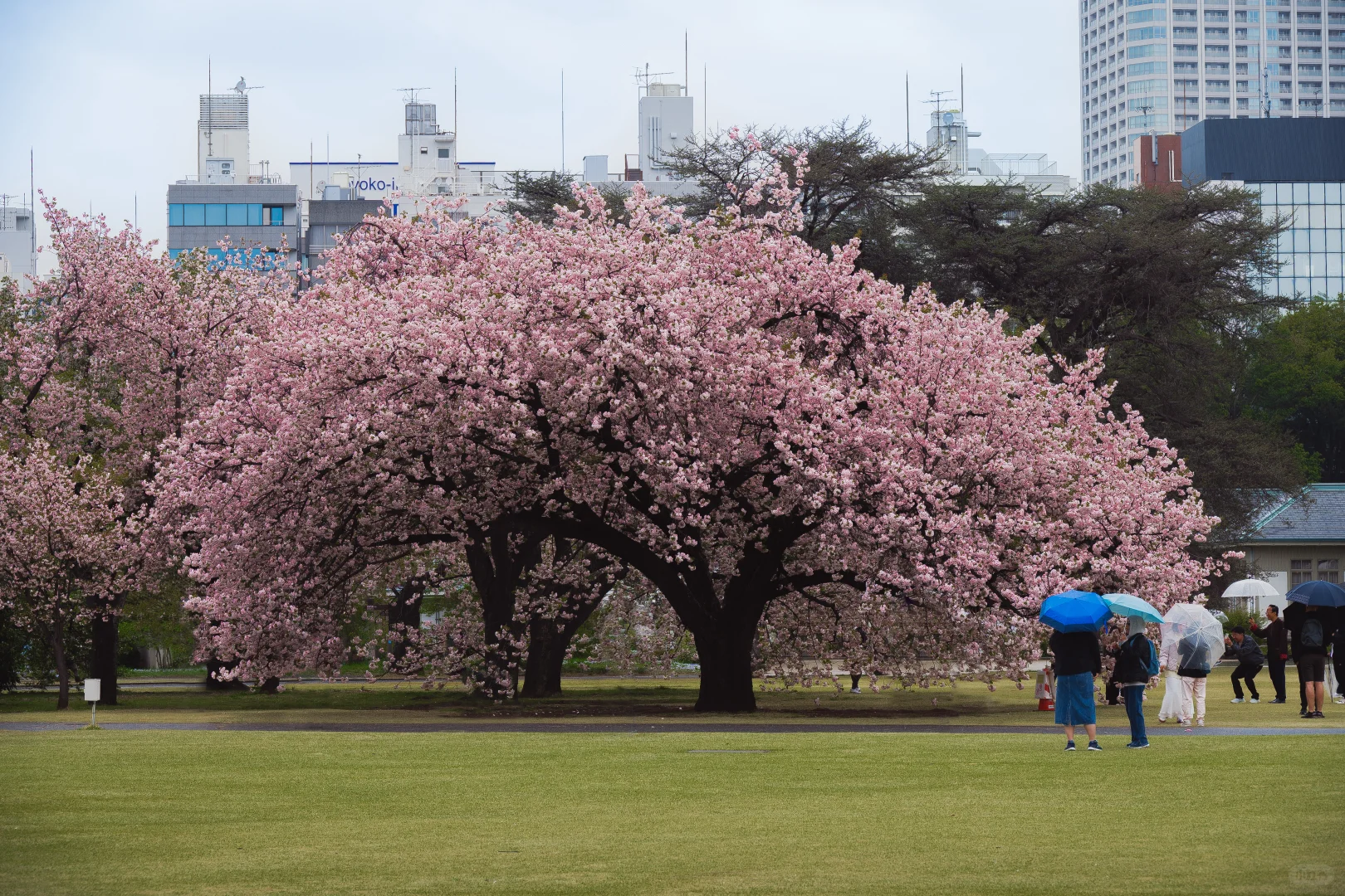 新宿御苑&写真集食堂