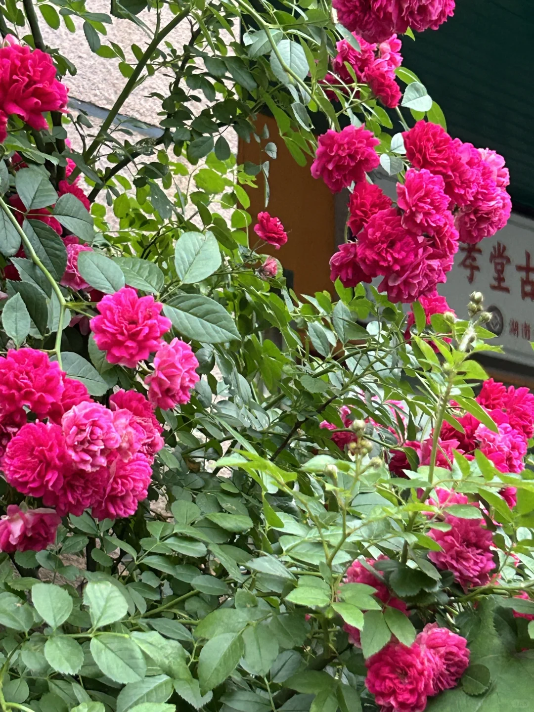 相亲贴（女）