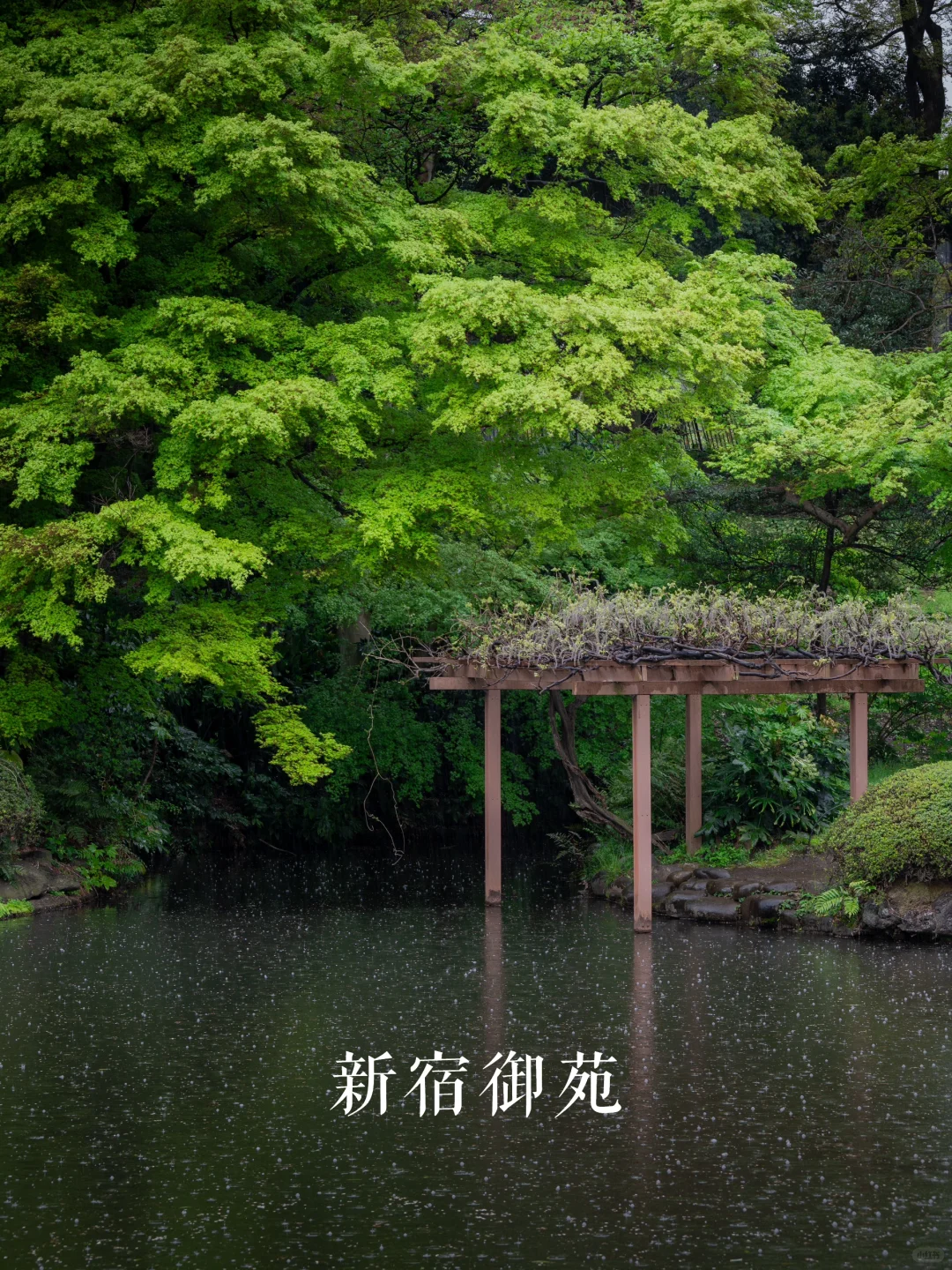 新宿御苑&写真集食堂
